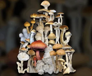 Magic cubensis Mushroom Mountain
