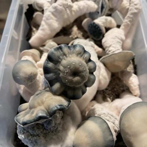 Lucid gate mushroom grow