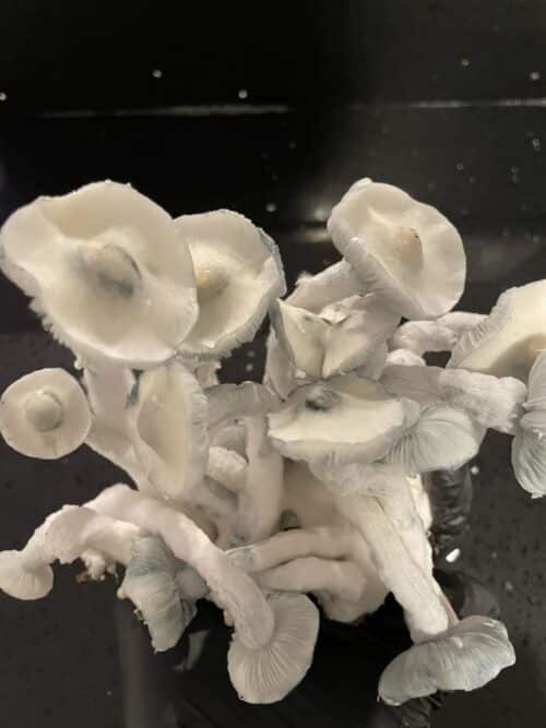 Gorilla Wizard – Genuine Isolated P. Cubensis Genetics Mushroom Liquid Culture (Gandalf X Makilla Gorilla) - Image 11