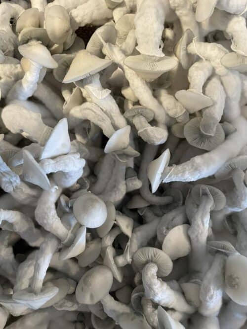 Gorilla Wizard – Genuine Isolated P. Cubensis Genetics Mushroom Liquid Culture (Gandalf X Makilla Gorilla) - Image 10