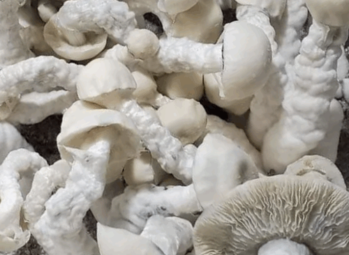 Lucid Gates – Genuine Isolated P. Cubensis Genetics Mushroom Liquid Culture (Pearly Gates X Melmac) - Image 7