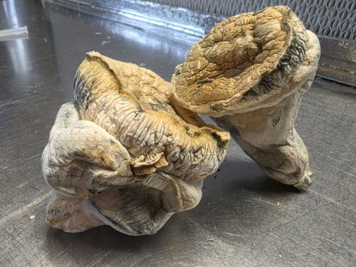 Dried Hillbilly Pumpkin MUshroom