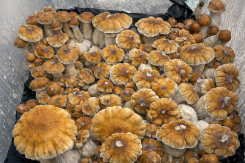 Hillbilly pumpkin Monotub