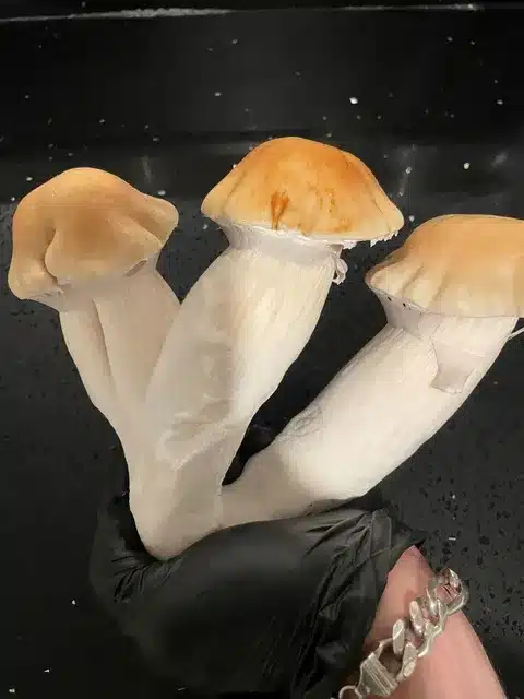 Hillbilly Pumpkin – Genuine Isolated P. Cubensis Genetics Mushroom Liquid Culture (The Bulbous “Pumpkin”) - Image 7