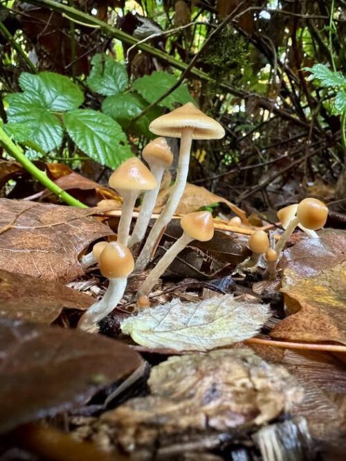 Psilocybe Azurescens – Iconic Wood-Loving Pacific Northwest Genuine Isolated Genetics Liquid Culture (Wood Lover) - Image 2