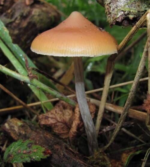 Psilocybe Azurescens – Iconic Wood-Loving Pacific Northwest Genuine Isolated Genetics Liquid Culture (Wood Lover) - Image 5