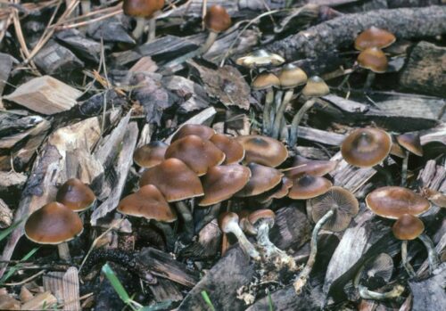 Psilocybe Azurescens – Iconic Wood-Loving Pacific Northwest Genuine Isolated Genetics Liquid Culture (Wood Lover) - Image 3