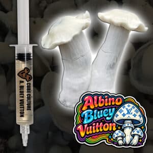 Albino bluey vuitton liquid culture ABV