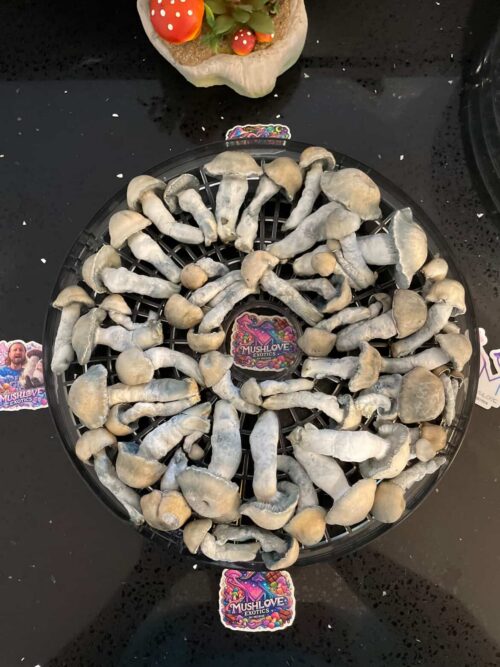 Ghost – Genuine True Albino Teacher P. cubensis Genetics Mushroom Liquid Culture (TAT Isolation) - Image 5
