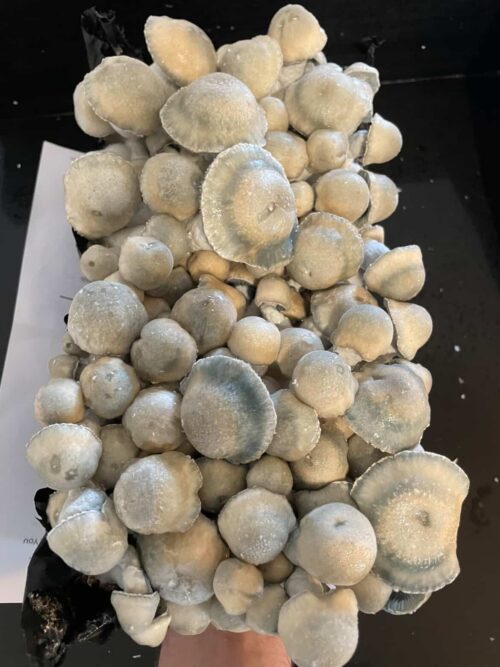 Ghost – Genuine True Albino Teacher P. cubensis Genetics Mushroom Liquid Culture (TAT Isolation) - Image 6