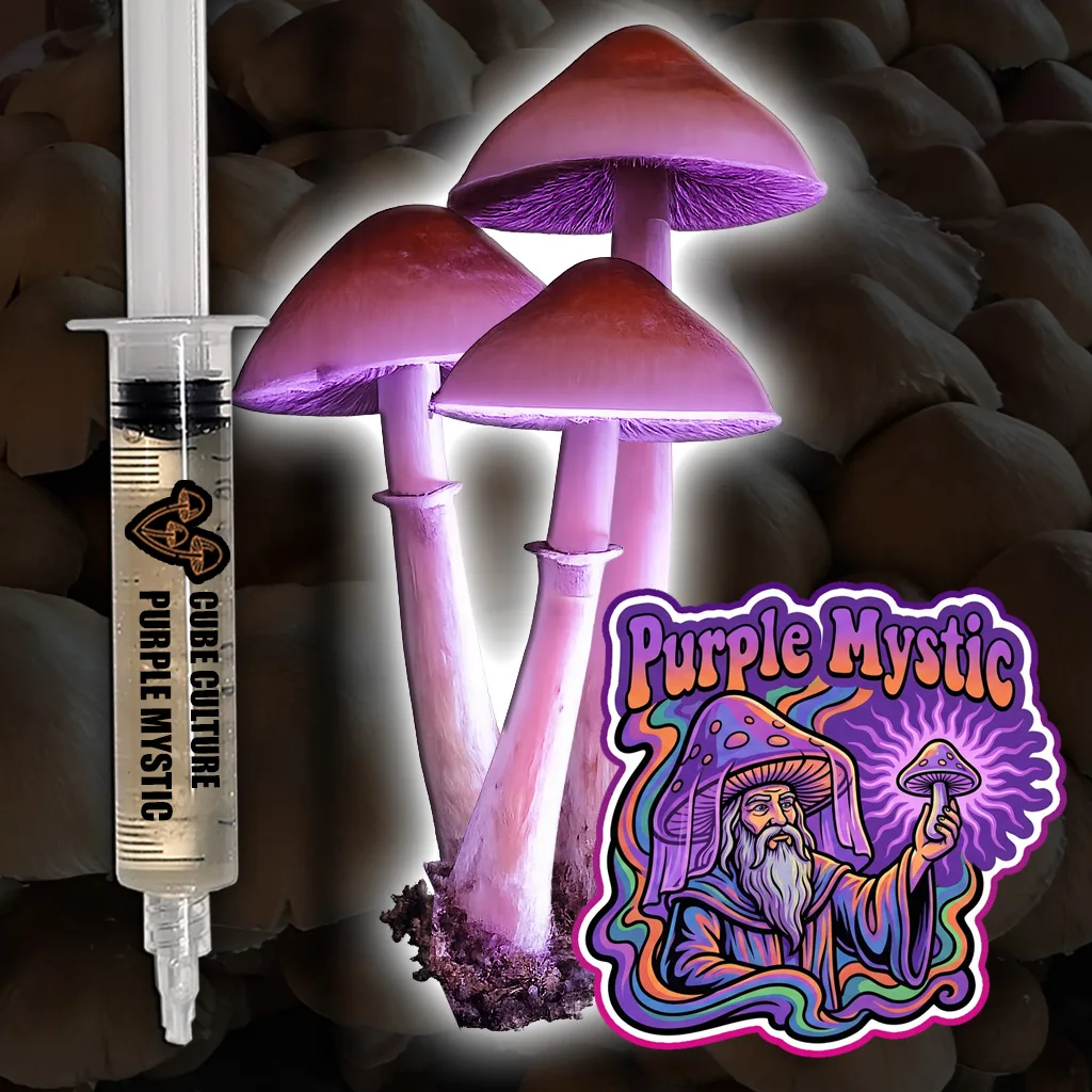 Purple Mystic Liquid Culture