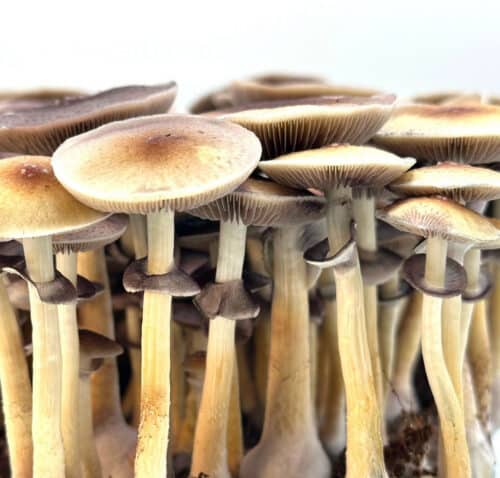 Purple Mystic – Genuine P. cubensis Genetics Mushroom Liquid Culture (Florida-Origin) - Image 5
