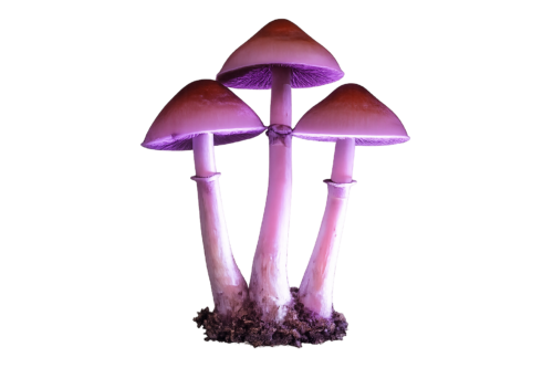 Purple Mystic – Genuine P. cubensis Genetics Mushroom Liquid Culture (Florida-Origin) - Image 2